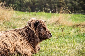 highland cow