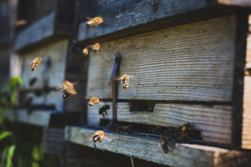 Honigbienen fliegen in Bienenstock