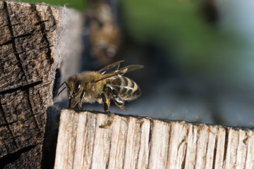 Honigbienen fliegen in Bienenstock