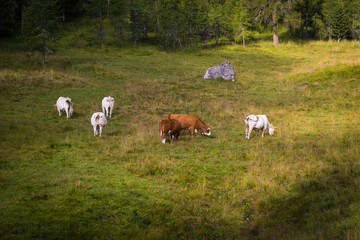 Fototapeta na wymiar Cattle grazing on a meadow in the Dolomites