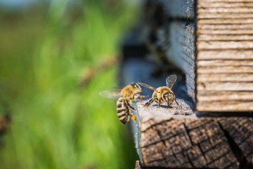Honigbienen fliegen in Bienenstock