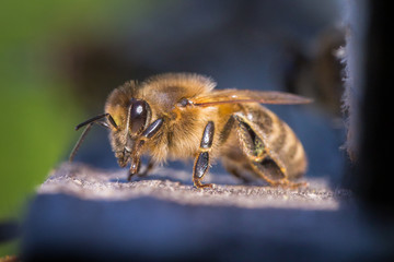 Honigbienen fliegen in Bienenstock