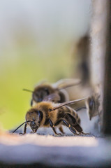 Honigbienen fliegen in Bienenstock