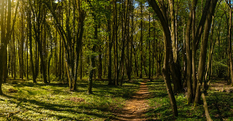 In the Forest with sunlight