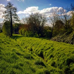 landscape with green grass