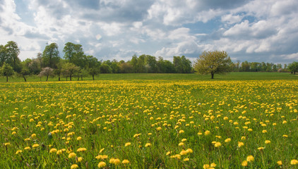 Wiese mit Löwenzahn, Bäumen unter blauen Himmel mit Wolken, Taraxacum