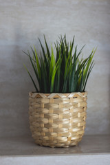 green grass in a basket