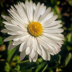 white daisy flower