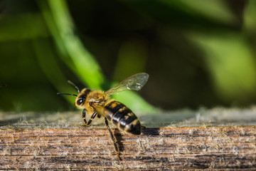 Bienenschwarm fliegen in Bienstock
