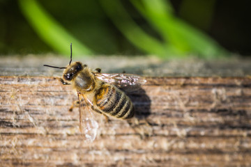 Bienenschwarm fliegen in Bienstock
