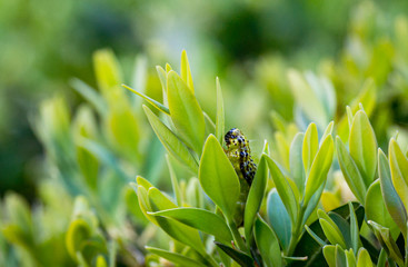 Caterpillar of the box tree moth (Cydalima perspectalis) on boxwood Buxus sempervirens. Close-up of striped pest on frech leaves. Biggest pest for Buxus Sempervirens, European box, or boxwood invasive
