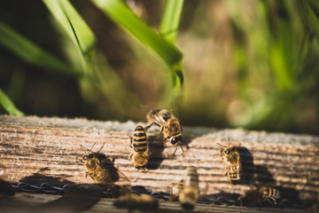Bienenschwarm fliegen in Bienstock