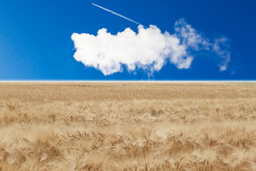 Kondensstreifen am Himmel über einem Weizenfeld