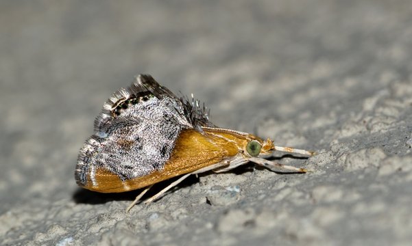 Sooty-Winged Chalcoela moth at rest on a flat surface (Chalcoela iphitalis). Tiny moths that are found throughout North America, and their larvae are parasitoids that feed on Paper Wasp larvae.