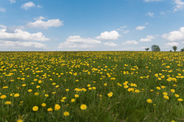 Wiese mit Löwenzahn unter blauen Himmel mit Wolken, Taraxacum
