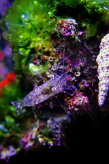 European rock pool shrimp - Palaemon elegans