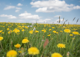 Obraz premium Wiese mit Löwenzahn unter blauen Himmel mit Wolken, Taraxacum