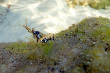 European rock pool shrimp - Palaemon elegans
