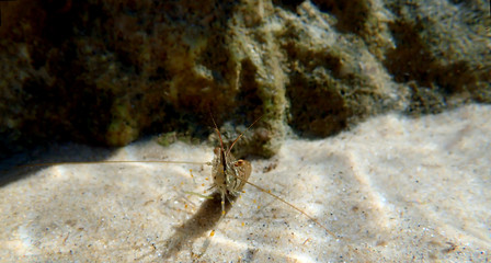 European rock pool shrimp - Palaemon elegans