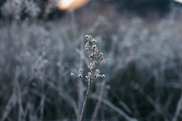Frosty nature in winter