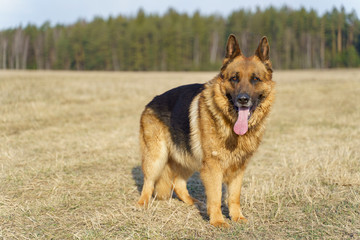 Adult German Shepard on the grass outdoor