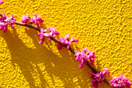 Best 花蘇芳 Images Stock Photos Vectors Adobe Stock Best 花蘇芳 Images Stock Photos Vectors Adobe Stock