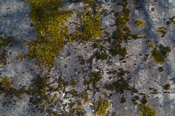 Green beautyfull moss on the stone wall