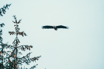 Wild eagle flying