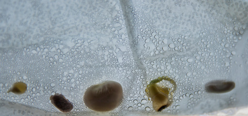 Beans growing in a bag