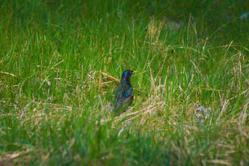 Black crow walking on the grass, bird during a meal, nature, animals