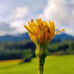 yellow flower against blue sky