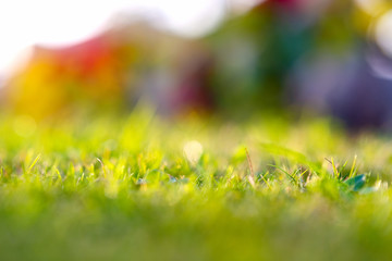 Close up of green grass covered lawn with vibrant colorful background.