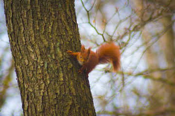 Squirrel, redhead, on a mossy tree, root, mammal, animal, rodent, red tail