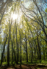 Obraz premium In the Forest with sunlight