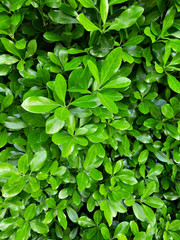 Fototapeta na wymiar green leaf foliage texture, leaf nature background