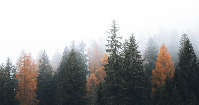Fototapeta Misty coniferous forest in Dolomites