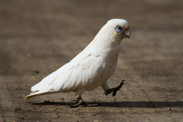 Corella Walking Across a Dirt Track with Purpose