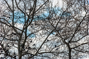 Istanbul, Turkey, 03 March 2006: Tree and Birds, Üsküdar