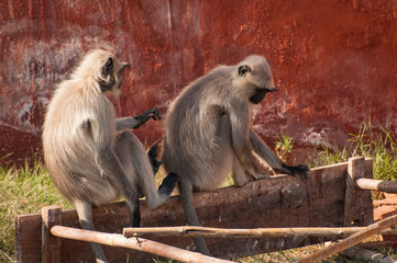 Monkeys at Nahargarh Fort - Jaipur, India