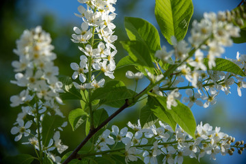Wei&szlig;er Flieder
