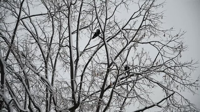 CUERBOS EN ARBOL CON NIEVE 2
