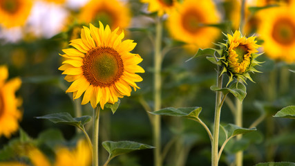 Obraz premium Close up of yellow sunflower in green summer field.