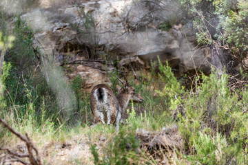 Back facing wild mountaing goat in the forest, close to the rocks on La Bojera trail, Montanejos, Valencia, Spain