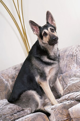 Young East European Shepherd dog posing indoors sitting on a brown couch with cushioned pillows