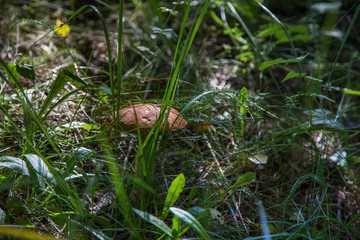 Large mushroom leccinum scabrum