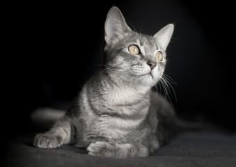 Fototapeta na wymiar Beautiful cat kitten portrait isolated on black background