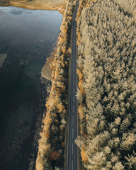 Scenic route among the forest