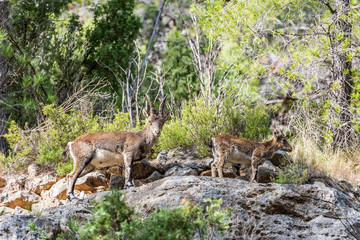 Two wild mountain goats, parent and child, wakling on the rocks, La Bojera, Montanejos, Valencia, Spain
