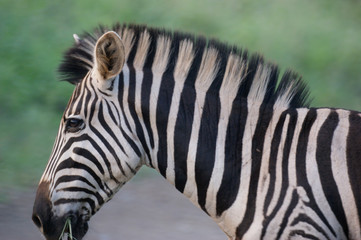 Fototapeta na wymiar Portrait Of Zebra