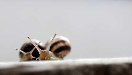 Two snails close-up. Side view. Place for text.